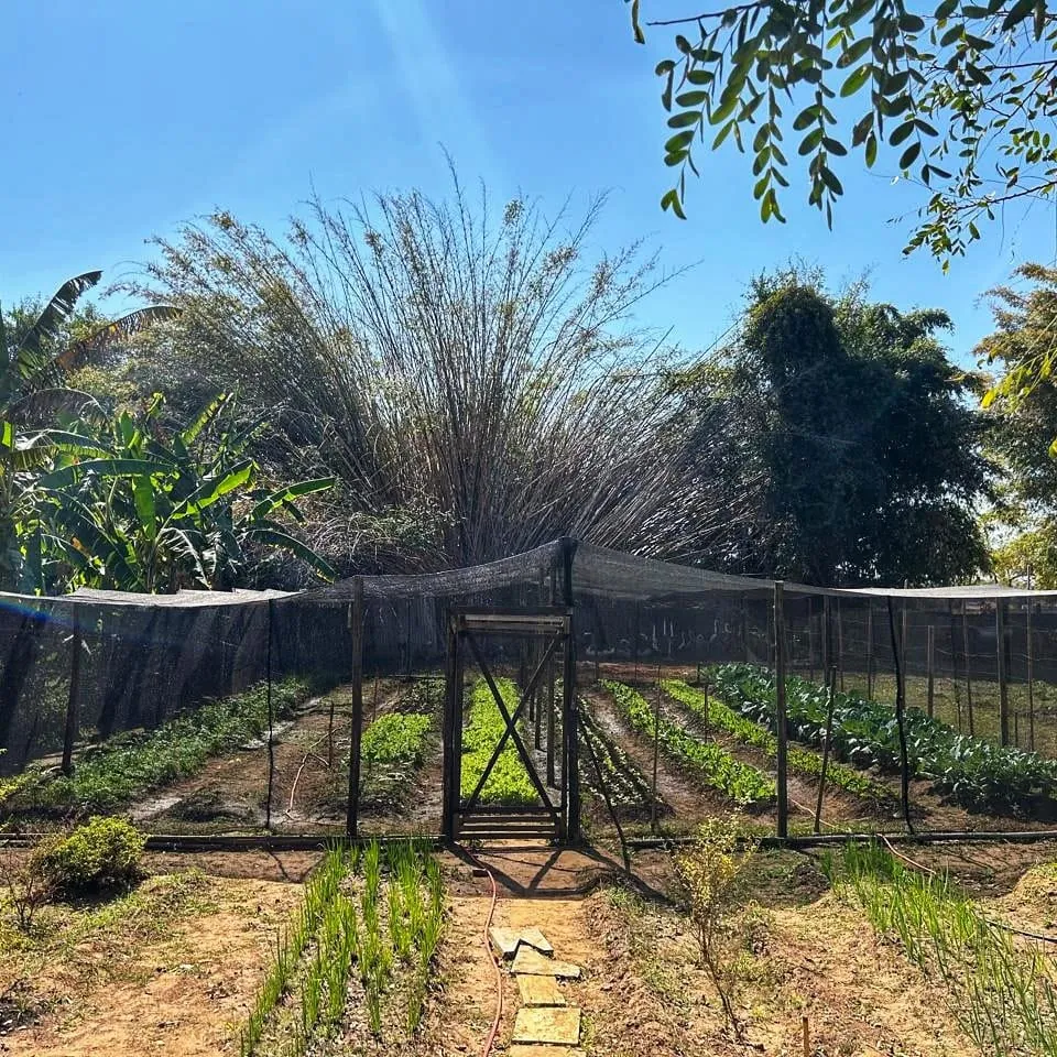 Horta cultivada na casa